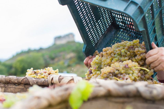 La D.O. Monterrei alcanza su máximo histórico 5,6 millones de kilos de