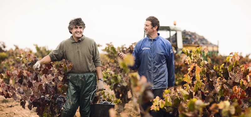 Vendimia 2016 en la DO Utiel Requena