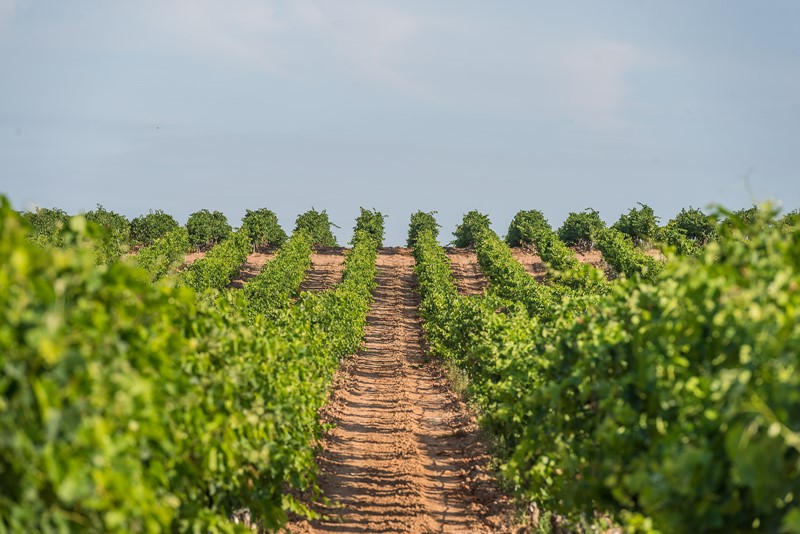 Viñedos en la DO Navarra