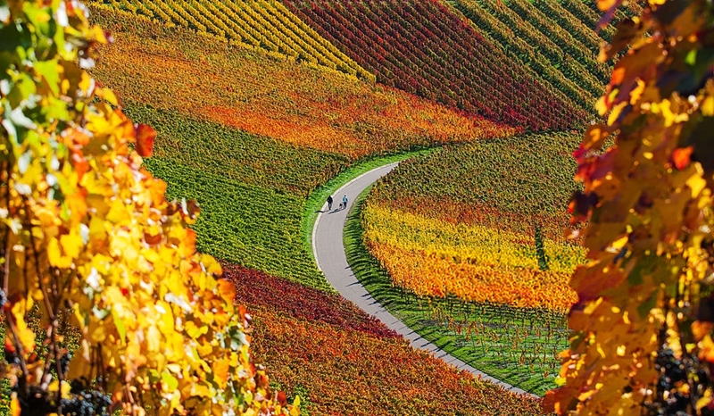 Precioso paisaje de viñas