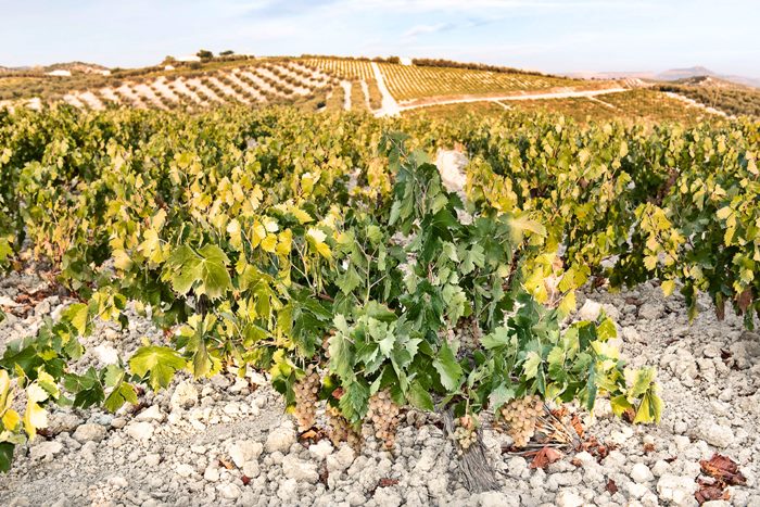 La peculiaridad del suelo de albariza similar a los que se dan en algunas zonas vitícolas prestigiosas en el mundo, como la Champagne