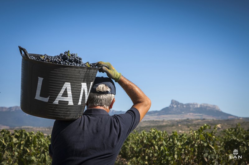 LAN pone el máximo cuidado en todos los procesos que llevan a la elaboración del vino