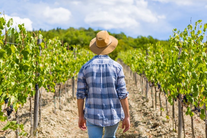 Imagen de un viticultor mirando sus viñedos