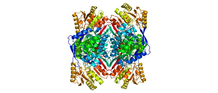 imagen del enzima ALDH2
