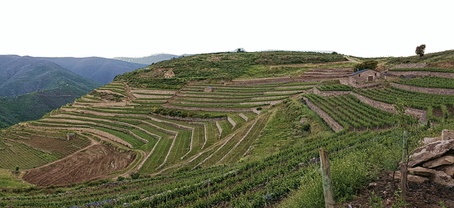 Vistas viñedos en terraza de la D.O. Valdeorras