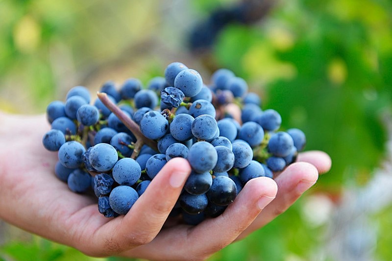 ¿Qué son los antocianos de la uva y que aportan al vino?