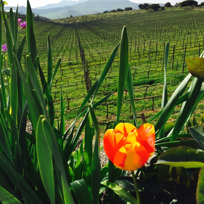 Bodegas Doña Felisa
