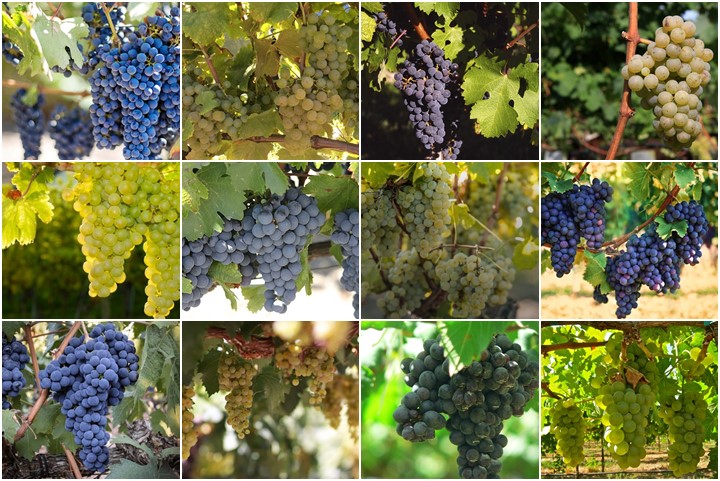 manga Juicio comida Los mejores tipos de uva argentina para hacer vino