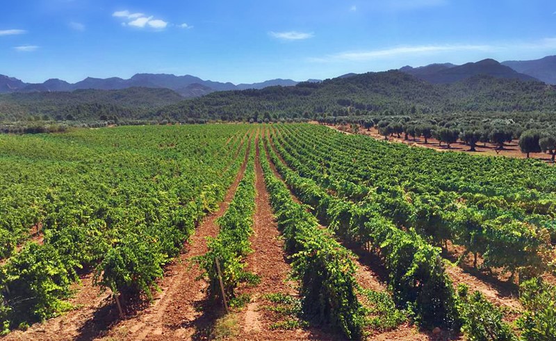 Finca A Maru de Gasconne