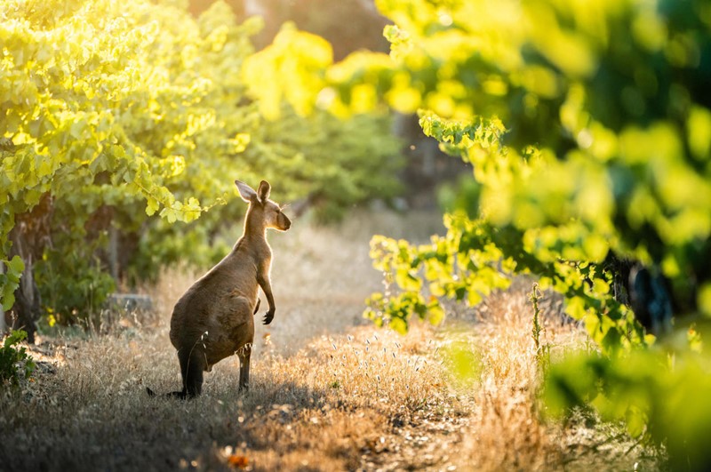 vino australiano