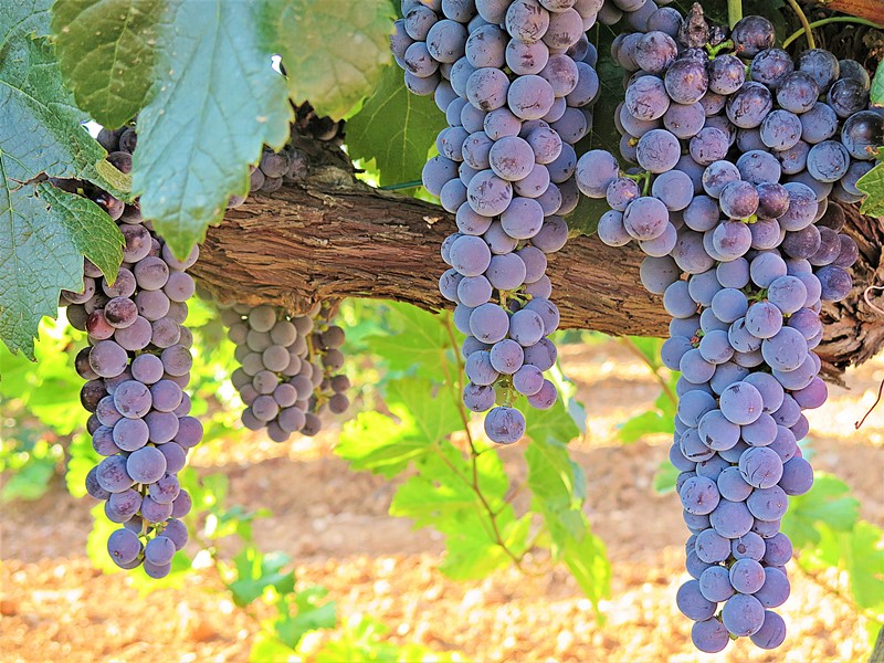 Racimos de uva Merlot en viñedos de Enate, vendimia 2022