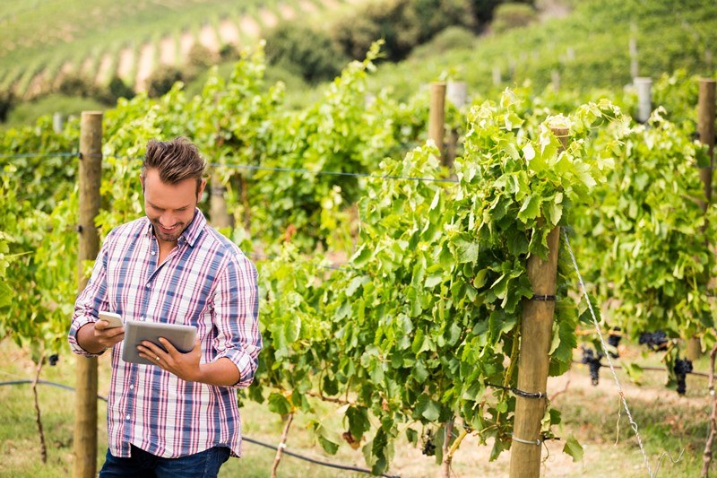 Viticultor bodeguero en el viñedo con tecnología