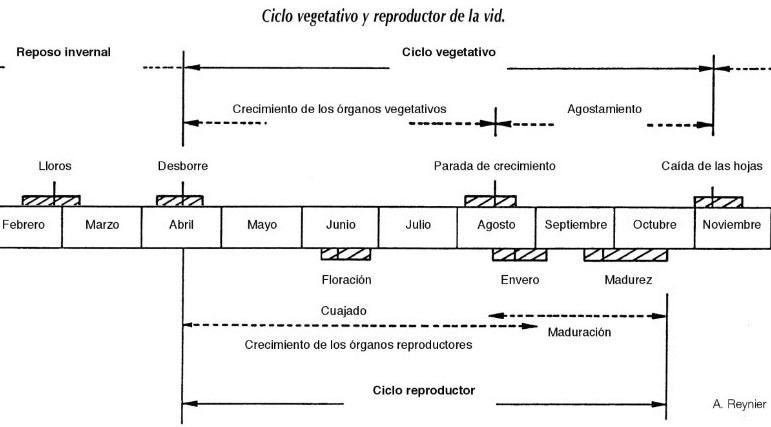 Ciclo vegetativo y reproductor de la vid