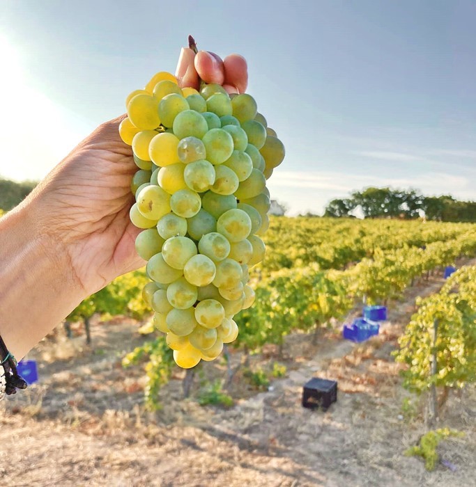 Finaliza la vendimia de uva Pedro Ximénez destinada a vinos espumosos