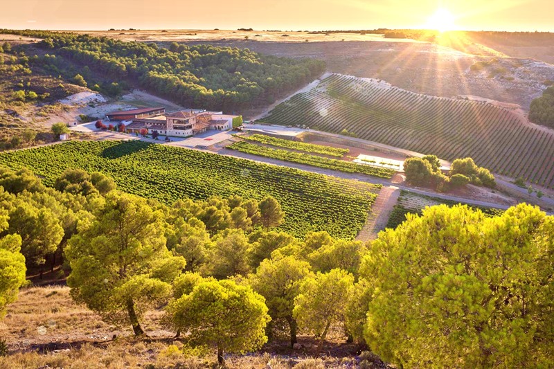 Bodega Conde de San Cristóbal (Ribera del Duero)