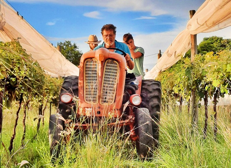 Viñedos de PatenteX