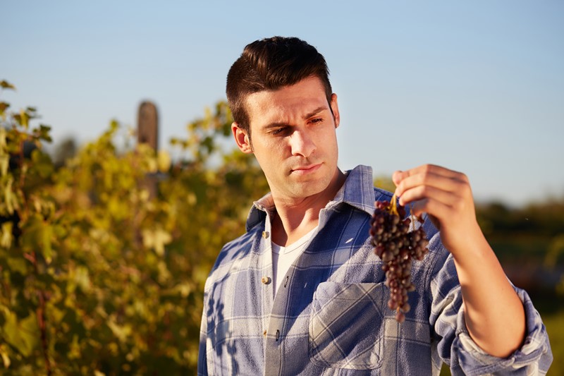hombre con uvas en viñedo