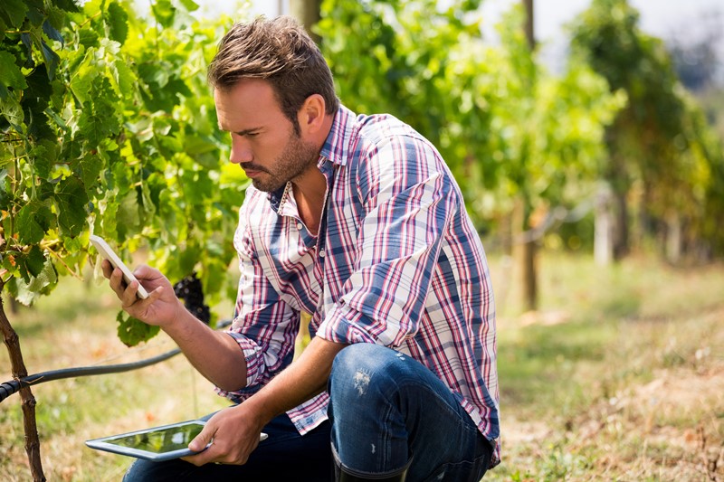 Un viticultor mira aplicaciones en el viñedo