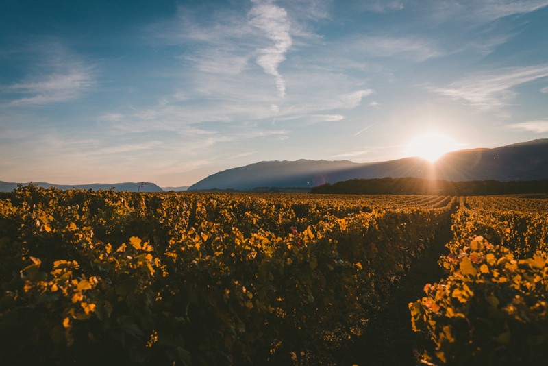 viñedos cigales