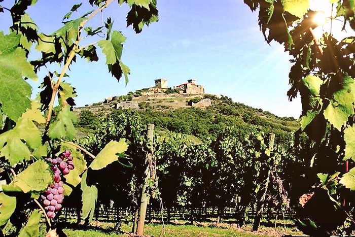 La D.O. Monterrei finaliza la vendimia con 6,5 millones de kilos de uva