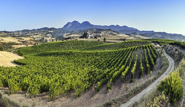 Finca La Pared son 10 hectáreas de viñedo situadas en las pequeñas localidades de Torres del Río y Sansol