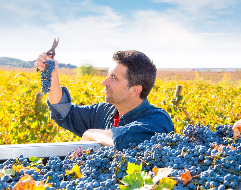 hombre en vendimia