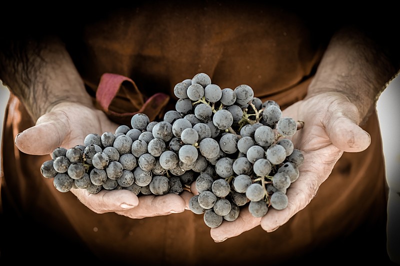 Un viticultor muestra su trabajo de recolección de uvas durante la vendimia