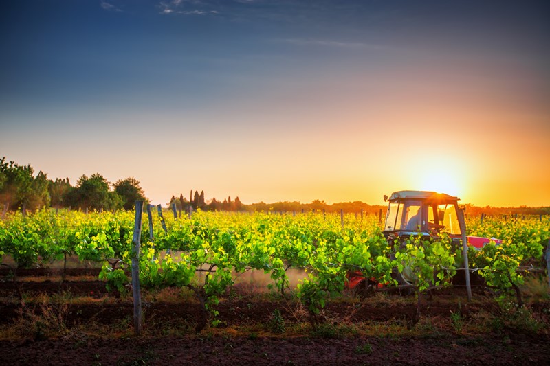 Un viticultor en tractor en su viñedo