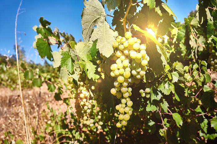 rufete serrano blanco