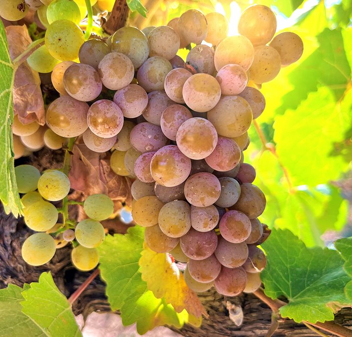 uva gewürztraminer
