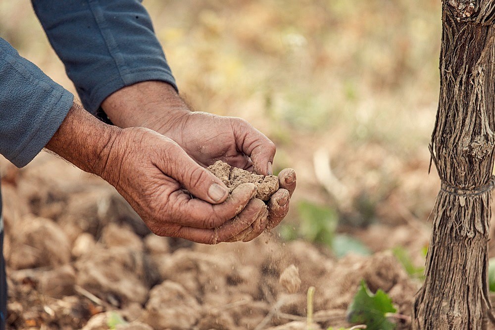 D.O. Costers del Segre
