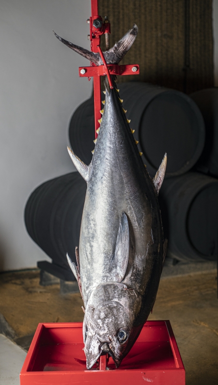 Ronqueo Bodegas León Domecq