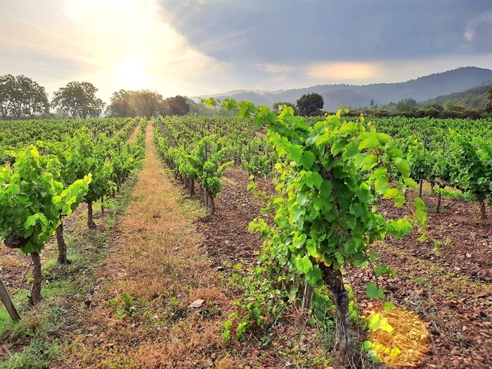 Finca Muralles de Torres