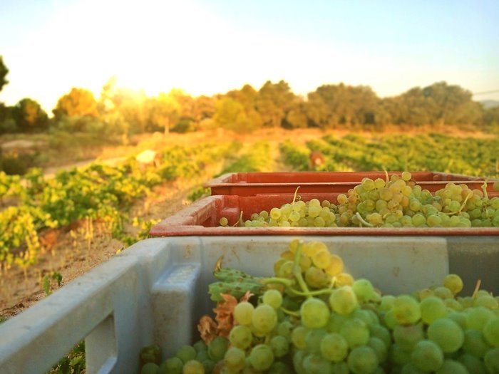 Vendimia de Albillo Real