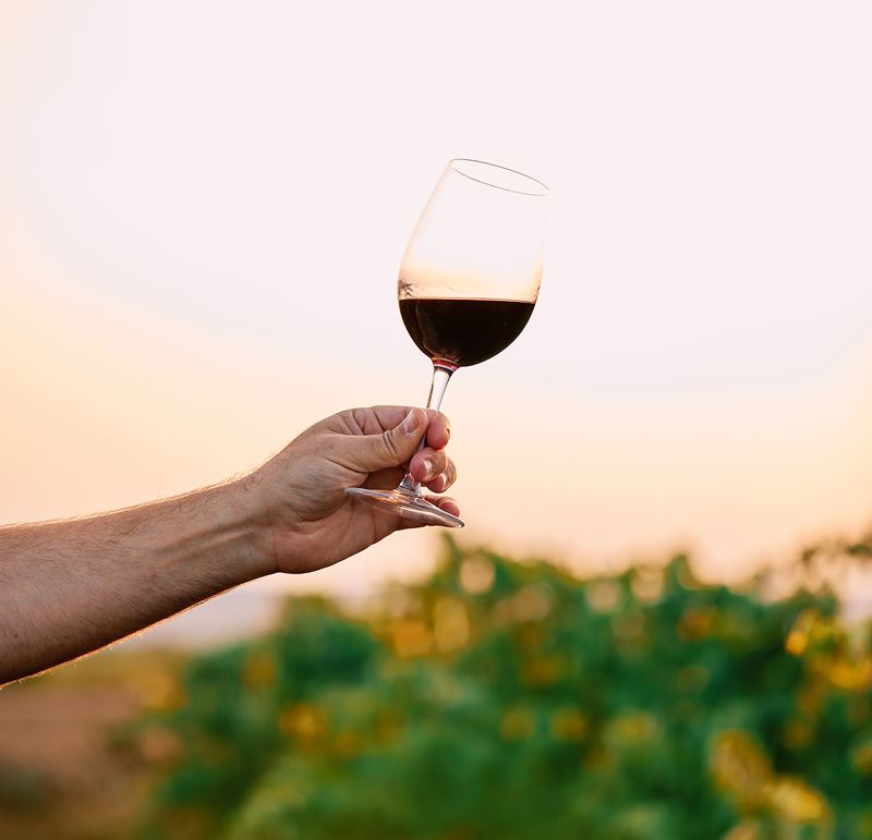 Científicos chilenos producirán vinos bajos en alcohol sin sacrificar la calidad