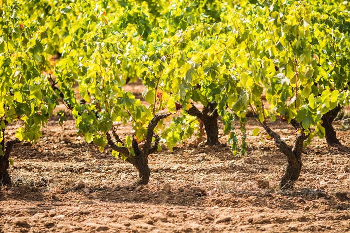 Con 27 bodegas, Rioja lidera la transición hacia la vitivinicultura