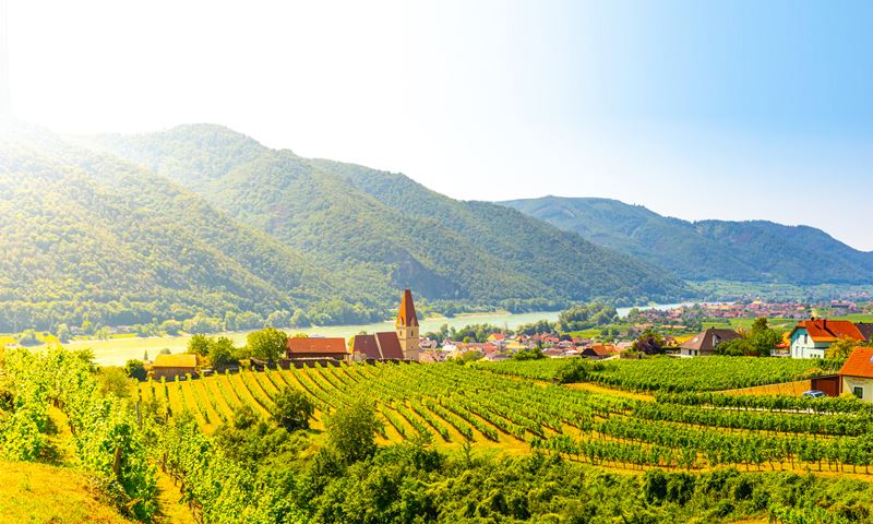 Viñedos en el Valle de Wachau, junto al río Danubio en Weissenkirchen, Austria