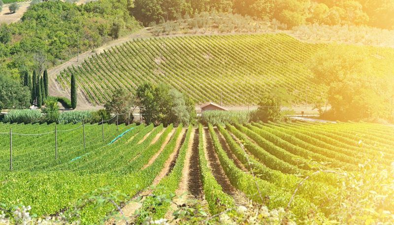 Asti Vineyards (Italy)