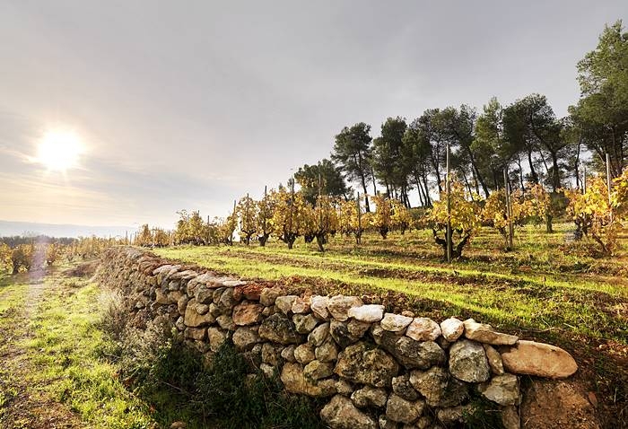 viñedo del Turó d'en Mota