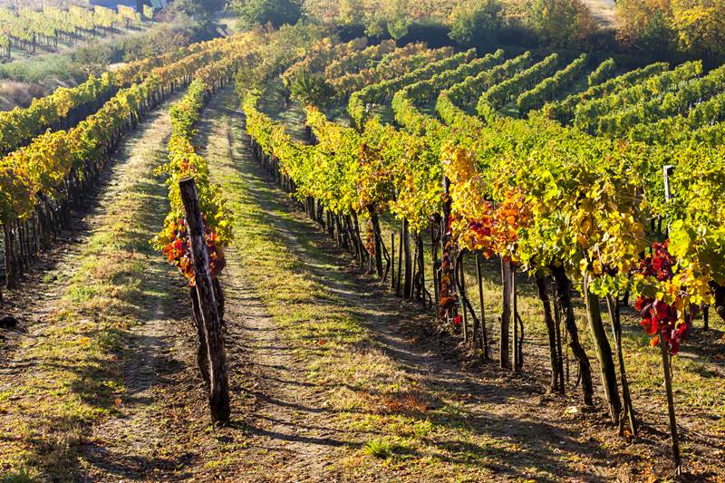 vineyards in Austria