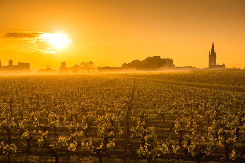 Saint Emilion Sunrise, Bordeaux Vineyard, Franc