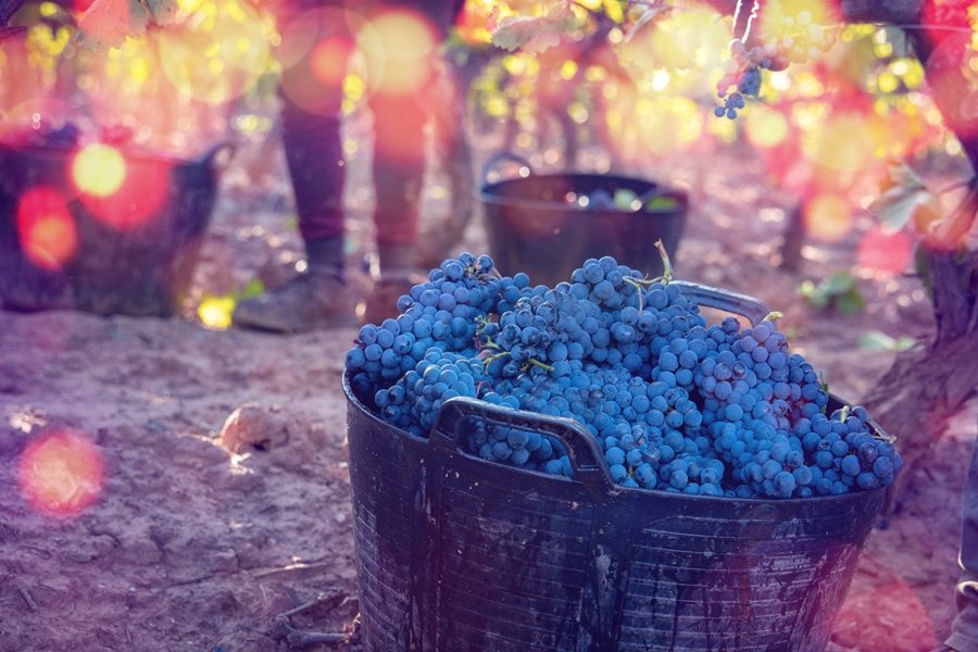 El Consejo Regulador de Rioja reduce los rendimientos permitidos en viñedos de Rioja Alta y Rioja Alavesa