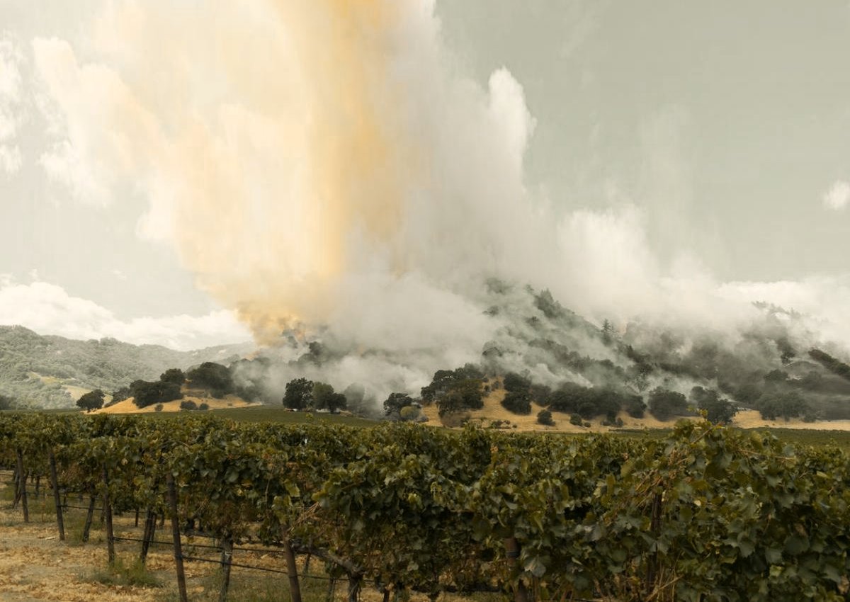El humo de incendios forestales amenaza la calidad y el valor del vino en regiones productoras