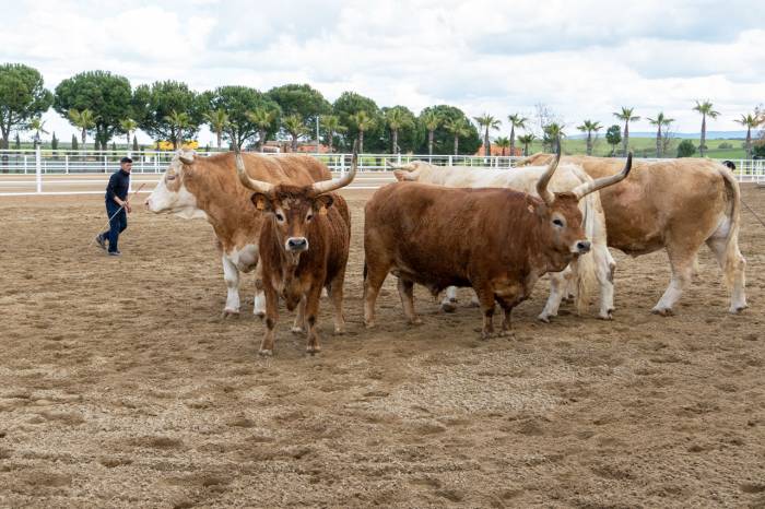 Extremum Fest celebra su tercera edición en Trujillo con vino, arte ecuestre y gastronomía de alta calidad  