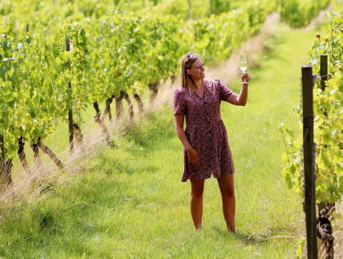 UK vineyards face funding crisis as sustainable farming payments are frozen until 2026