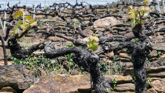 Ribeira Sacra abre el plazo para solicitar ayudas a la reestructuración de viñedos hasta el 25 de abril