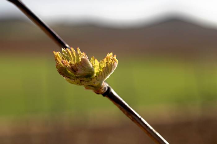 La primavera marca el inicio del ciclo vital en los viñedos de Toro  