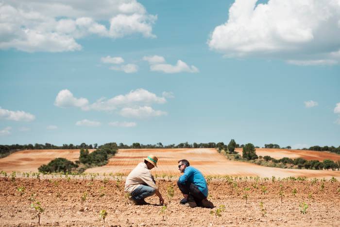 Una finca en Soria reúne la mayor colección de biotipos de vid del mundo