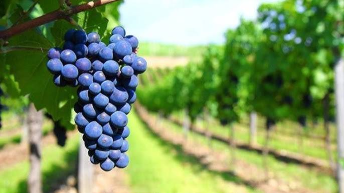 El sector vitivinícola de Cigales analiza retos y oportunidades en una jornada profesional