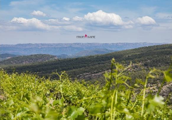 La Fira del Vi de Falset celebra treinta ediciones como referente del vino en Cataluña